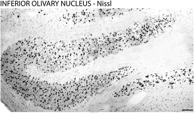 Melatonin receptors and Per1 expression in the inferior olivary nucleus of the Sapajus apella monkey